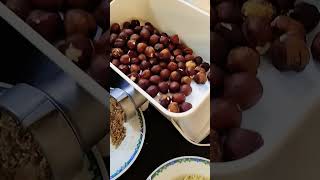 Ground hazelnuts [upl. by Loise]