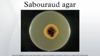 Sabouraud agar [upl. by Christan]