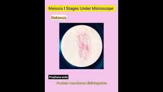 Meiosis l Stages Under Microscope [upl. by Neelac417]