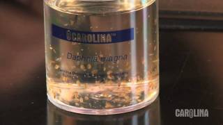 How to Care for Daphnia [upl. by Leinto]