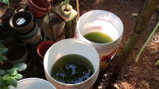 How to grow Green Water Algae [upl. by Ennasirk53]