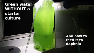 Green Water WITHOUT a Starter Culture  From Scratch  How To [upl. by Mays]