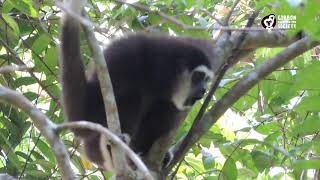 Lar Gibbon Singing Male [upl. by Couture]