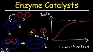 Enzymes  Catalysts [upl. by Ossie457]