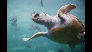 Facts The Loggerhead Sea Turtle [upl. by Merton]