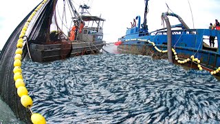 Amazing big nets catch hundreds of tons of herring on the modern boat  Biggest Fishing Net [upl. by Mosenthal339]