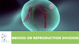 MEIOSIS OR REPRODUCTION DIVISION  PART 02 [upl. by Aderfla]