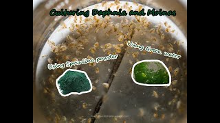 How To Culture Daphnia and Moinas using Green Water Spirulina powder [upl. by Neffirg]