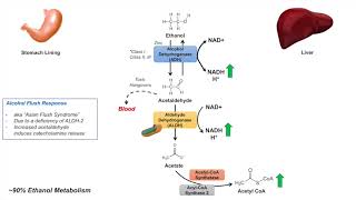 Ethanol Absorption and Metabolism  Alcohol Metabolism Pathway [upl. by Rahas]