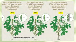 VIDEO AULA ECOFISIOLOGIA DA SOJA [upl. by Ahsat]