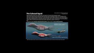 Colossal versus Giant Squid [upl. by Enahpets]