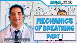 Respiratory  Mechanics of Breathing Pressure Changes  Part 1 [upl. by Macey555]