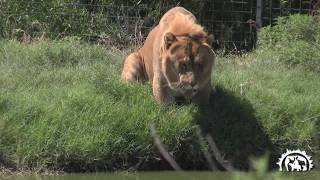 Levi the Liger the Second Largest Cat in the World Tiger King Joe Exotic [upl. by How]