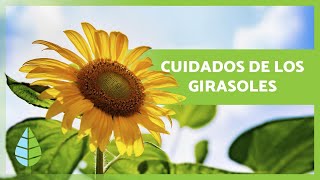 Cómo cultivar GIRASOLES 🌻💦 ¡Siembra sustrato riego y MÁS [upl. by Hernando]