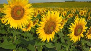 Girasoles ¿por que los girasoles siguen al sol [upl. by Leandre241]