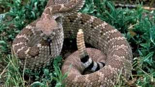 Rattle Snake Sounds and Pictures [upl. by Sandeep]