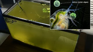 Raising Daphnia for the Freshwater Aquarium [upl. by Ahsian]