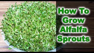 How To Grow Alfalfa Sprouts  3 EASY Steps 2019 [upl. by Salinas]