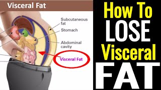 How To Lose Visceral Fat – Its Not As Hard As You Think [upl. by Barris]