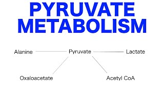 Pyruvate Pathways amp Metabolism [upl. by Jethro]