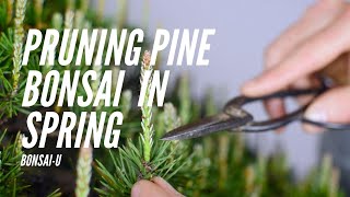 How to Prune SingleFlush Pine Bonsai  BonsaiU [upl. by Bergstein]