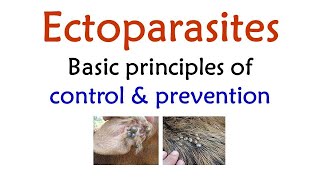 Ectoparasites  Basic principles of Control amp Prevention by  DrMLGatne  RetdProfessor [upl. by Alakam]