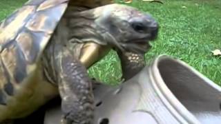 ★A turtle makes love with crocs shoe★ [upl. by Lamag]