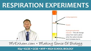 Respiration Experiments  GCSE Biology 91 [upl. by Erelia]