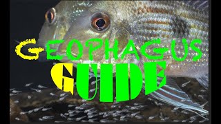 Geophagus  Guide to Amazonian Eartheaters  nearly all Geophagus species [upl. by Culosio]