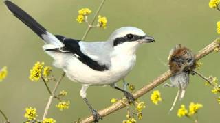 Tiny Vicious Killer Of The Bird World  Shrike Impales Its Victims On A Spike [upl. by Dove]