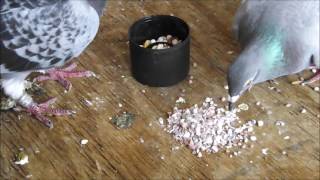 Starting To Raise Pigeons  Basic Starter Care Advice [upl. by Leiser]