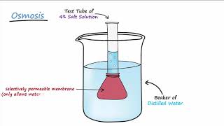 Diffusion amp Osmosis [upl. by Fairfax708]