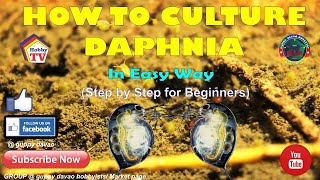 HOW TO CULTURE DAPHNIA In Easy Way [upl. by Tito]