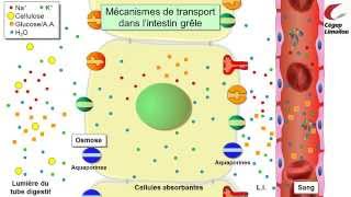 Absorption intestinale [upl. by Belden]