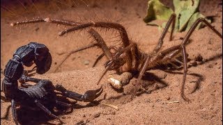 Black Widow Spider vs Scorpion [upl. by Chaves]