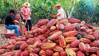 Cocoa Fruit Harvesting  Cocoa bean Processing  Cocoa Processing To Make Chocolate in Factory [upl. by Arlee202]