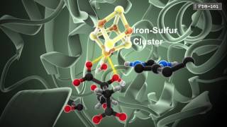 How Enzymes Work from PDB101 [upl. by Sirac]