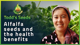 Alfalfa Seeds and the Health Benefits [upl. by Hurd783]