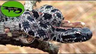 Smallest Rattlesnake in the WORLD  Pygmy Rattlesnake [upl. by Yuji]