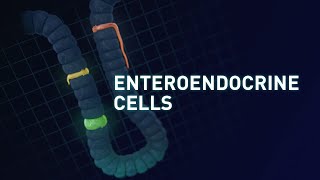 Marking of Enteroendocrine Cells [upl. by Anialahs]