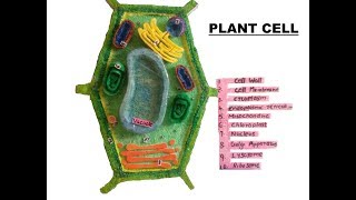 How to make a plant cell model School Project The4Pillars [upl. by Corey]