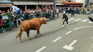 VII Toro de Cajón de Vitigudino [upl. by Gillmore671]