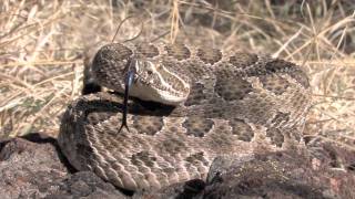 Prairie Rattlesnake [upl. by Hamner]